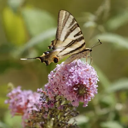 Bed & Breakfast Foia Vella - Adults Only